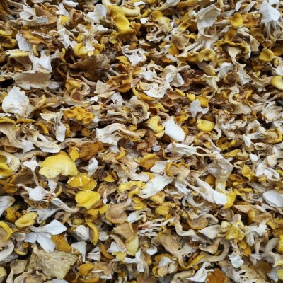 鸡油菌 鸡油黄菌 云南人工鸡油菌 食用菌批发 产地直供一手货源图3