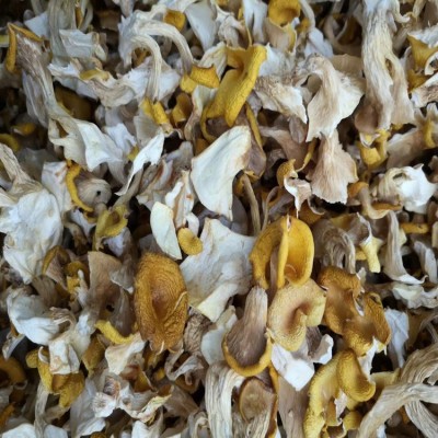 鸡油菌 鸡油黄菌 云南人工鸡油菌 食用菌批发 产地直供一手货源图2