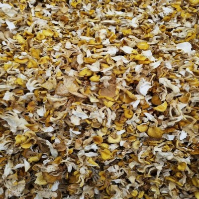 鸡油菌 鸡油黄菌 云南人工鸡油菌 食用菌批发 产地直供一手货源图5