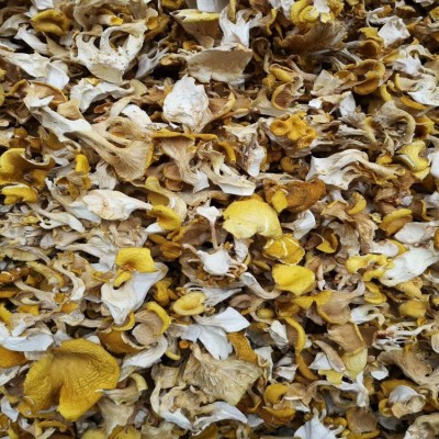 鸡油菌 鸡油黄菌 云南人工鸡油菌 食用菌批发 产地直供一手货源图4