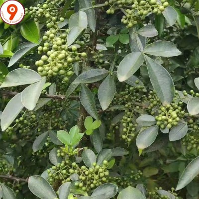 四川重庆特麻青花椒粒藤椒青麻椒大红袍麻辣调味料火锅底料批发图4