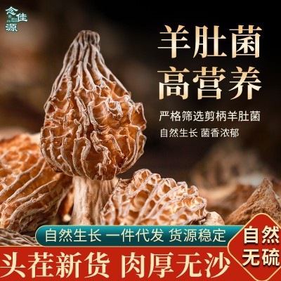 云南仿野生羊肚菌500克高原林下羊肚菇煲汤精品头茬一件代发批发