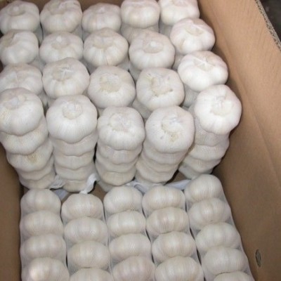 大量提供金乡大蒜 可长期供货 厂家直销红蒜 ，纯白