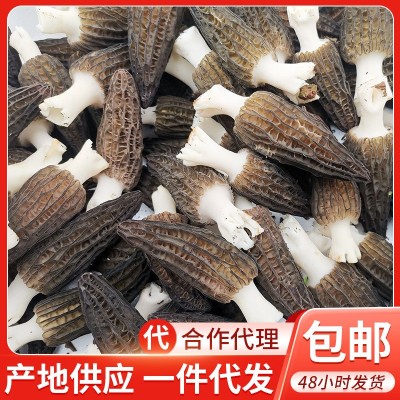 现货新鲜羊肚菌2斤 云南特产农产品羊肚菌人工食用菌