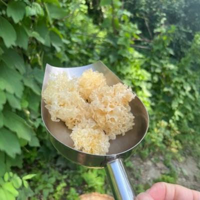 新品 四川农家椴木银耳干货白木耳雪耳小500g无添加小耳朵