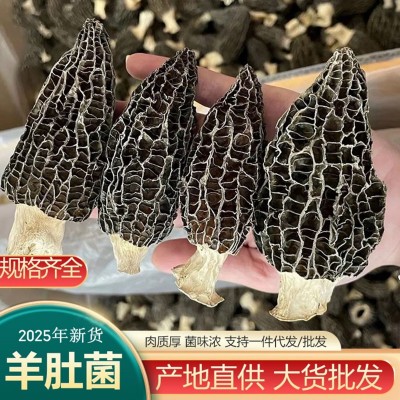 羊肚菌干货云南原产地头茬羊肚菌干菌散装批发剪柄的清爽菌菇菜谱