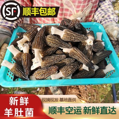 新鲜羊肚菌2025羊肚菌鲜货 食用菌煲汤食材 产地直供一件代发