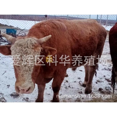 自然生长牛肉
