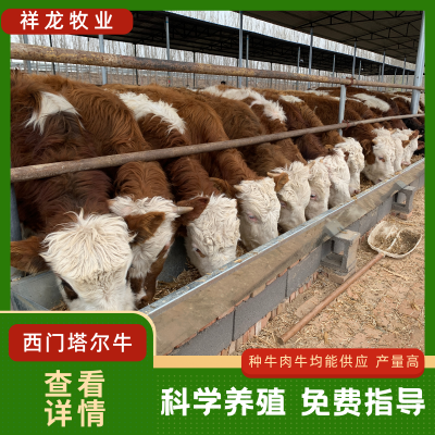 西门塔尔牛黄牛育肥 自繁自养 牛犊生长快 肉质鲜嫩 抗病强 场家直供