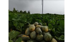 种植南瓜的10个忠告