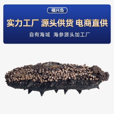 大连福兴岛海参工厂批发大连特产大连海参50g淡干海参海参干货