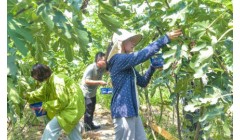 宿迁：休闲农业点燃乡村振兴新引擎