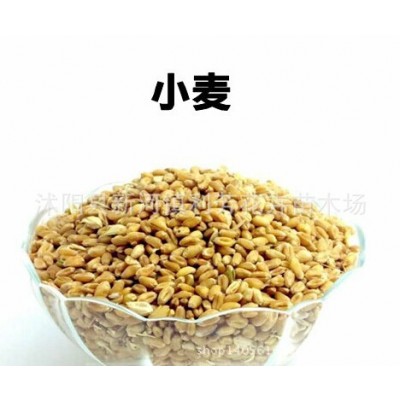 麦草种子 有机小麦草种子.一袋500克