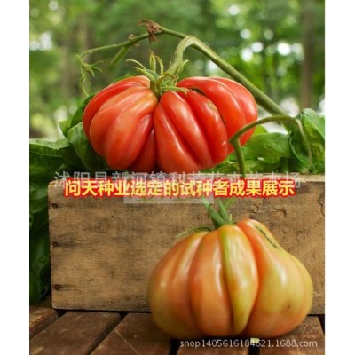 卡蜜糖多肉有机大番茄种子 糖果型生吃西红柿蔬菜种子