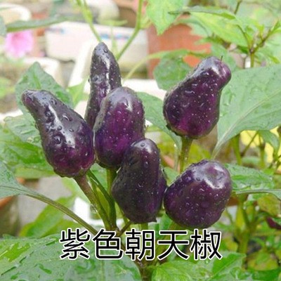 五彩椒蔬菜种子朝天椒阳台盆栽室内