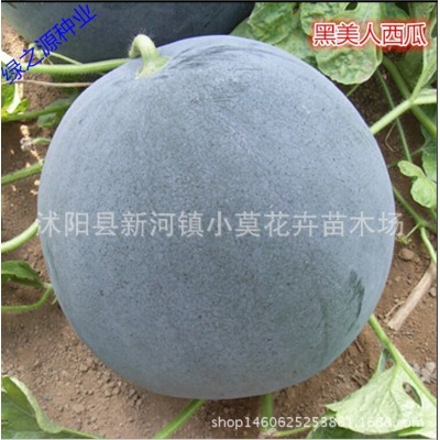 大黑美人-黑皮红肉早熟西瓜种子(100粒)-黑皮西瓜-西瓜种子