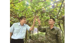 农业保险托住农户秋收底气