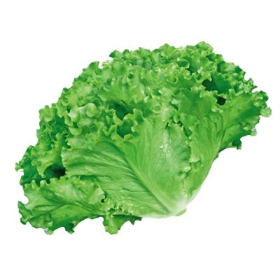 四季甜脆玻璃生菜种子脆嫩生吃生菜种籽阳台四季盆栽春季蔬菜种孑