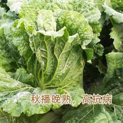 冬储35斤秋播大白菜种子东北高产特大北方耐寒耐储藏越冬白菜籽