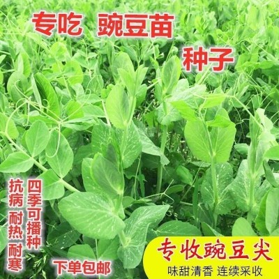 按斤卖大叶无须豌豆苗种子豌豆尖吃苗四季阳台盆栽芽苗菜蔬菜种子