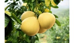 种植柚子到了花期应该给如何进行疏花，什么时间疏花好？