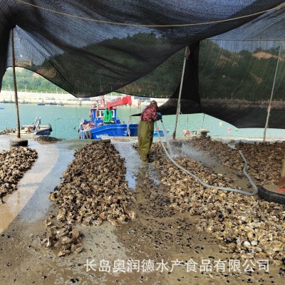 鲜活批发原产地一手货源山东海鲜水产新鲜生蚝肉单体包邮海蛎子