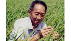 为什么有些农民放弃高产的杂交水稻,反而选择种植常规水稻?